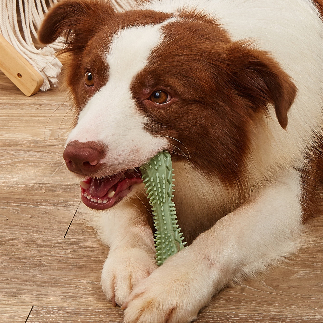 Awesome Calming and Cleaning Dog Toy - Silver Streak Goods